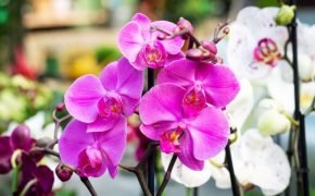Cómo plantar orquídeas