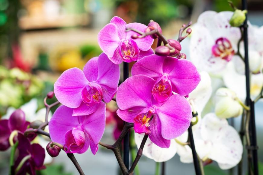 ¿Cómo plantar orquídeas? | 3 Pasos imprescindibles