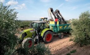 tractor para olivar